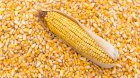 Продаємо:Зерно кукурудзи