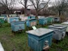 Продам семьи пчел, отводки
