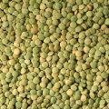 Чечевица зеленая, сочевиця зелена, lentils 2019