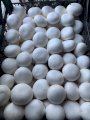 Продажа грибов шампиньонов от производителя