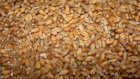 Продам пшеницю 100 т. І ячмінь  ярий 120 т