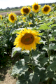 Продам насіння соняшника Флорасан від Заатбау
