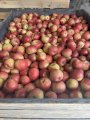 Продам яблука фрешовані з холодильника оптом