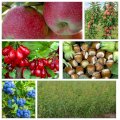 Саженцы плодовых яблоня, груша, слива, вишня, черешня,персик
