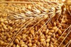 Купую пшеницю фураж великі та малі об’єми