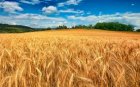 Закупка Пшеницы 2 кл.По всей УкраЇні
