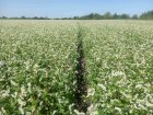 Продам насіння гречки Софія 