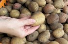 Продам посадкову картоплю, великі обсяги, всі області