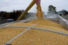 Закупка Пшениці 2, 3,4  класса по всей Украине