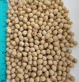 Продам нут (турецький горох, chickpeas)- 500т., с/г виробник