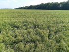 Посевмат проса от производителя