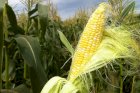 /Куплю зернові та некондиційне зерно(відходи кукурудзи, сої, пшениці).
