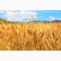 Продам семена озимой пшеницы "Благодатная" (остистая, элита)