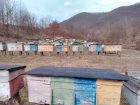 Продам бджолопакети та бджоломатки