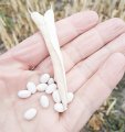 Квасоля, вирощування, купівля, продаж , ТОВ «АГРОЛІДЕР ЄВРОПА»