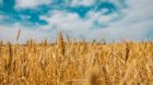 Компанія здійснює закупівлю 