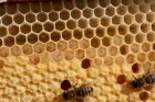 Продам бджолопакети та бджолосім‘ї
