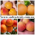 Саженцы крупноплодных сортов персика, абрикоса,черешни и многое другое