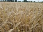 Продам насіння озимого ячменю ХАННЕЛОРЕ