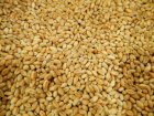 Куплю пшеницю