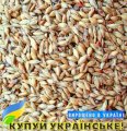 Насіння суданської трави Синельниківська Біла