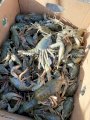 продам свежих раков