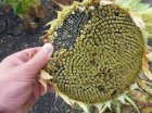 Соняшник Фолк насіння гібридне ВНІС під експрес 