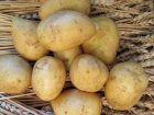 Насіннєва картопля сорт Гала 1 репродукція