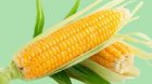Продам високоврожайну кукурудзу ФАО (210 - 370)