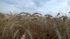 Насіння озимої пшениці від виробника