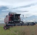 Агрокомпанія купить Ріпак по всій Україні по 1Ф