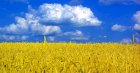 На постійній основі купуємо Пшениця 2 / 3 
