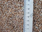 Пшеница 2 кл 2000 тонн, продажа Хмельницка обл