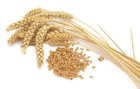 Продам класову пшеничку на експорт 