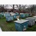 Продам сім'ї бджіл, відводки