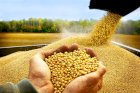 КОМПАНІЯ КУПУЕсоняшник сою ріпак