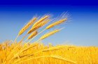 Продам Пшеницу 2, 3 класс на условиях CPT, FOB, CIF, DAP
