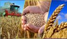 Купимо Пшеницю (фураж,2клас 3клас Самовивіз по всій Україні