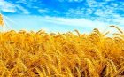 Пшеницю купуемо терміново 10650