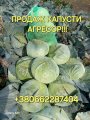 Продам капусту Агресор 0662287404