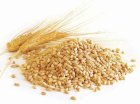 Продам пшеницю 3 клас 580 тонн, Чернігівська обл