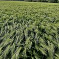 Насіння озимого ячменю Луран, 1 репродукція