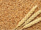 Купуємо Пшеницю з місця да с доставкою в Одесу ф1/2