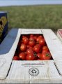Продаж помідора оптом (урожай 2024)