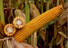 Насіння кукурудзи Тор (ФАО 280) Новинка от ВНІС 