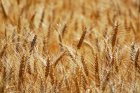 Продам пшеницю 2 клас 500 т, Харківська обл, Близнюки