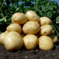 Насіннєва картопля сорт Арізона 1 репродукція
