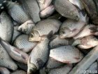 Продам свіжу рибу/копчену оптом