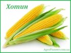 Кукуруза Хотын