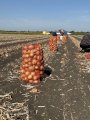 Продам цибулю оптом